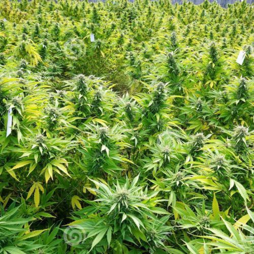 marijuana-fields-green-ready-harvest